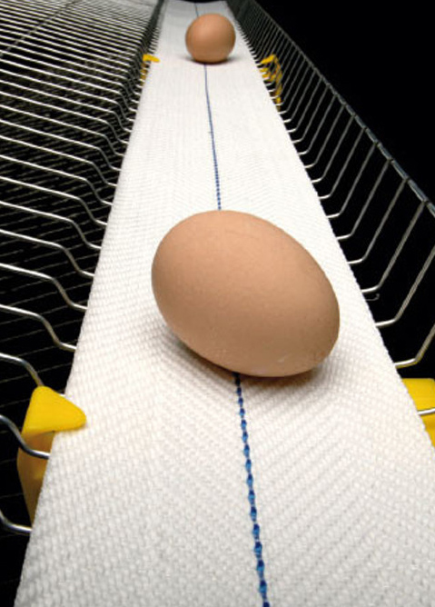 Tali Pinggang Telur